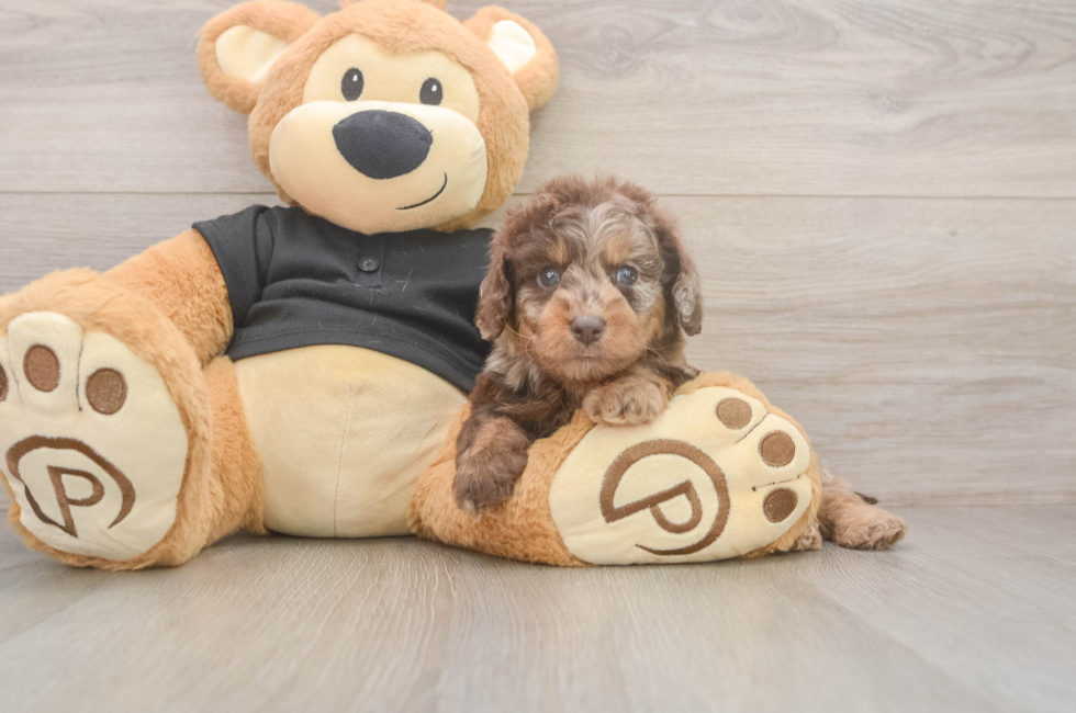 5 week old Mini Doxiedoodle Puppy For Sale - Puppy Love PR