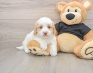 5 week old Mini Doxiedoodle Puppy For Sale - Puppy Love PR