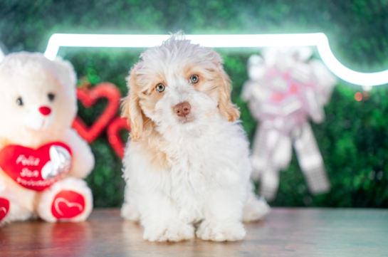 Mini Doxiedoodle Pup Being Cute
