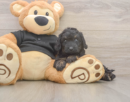 5 week old Mini Doxiedoodle Puppy For Sale - Puppy Love PR