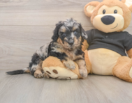 5 week old Mini Doxiedoodle Puppy For Sale - Puppy Love PR