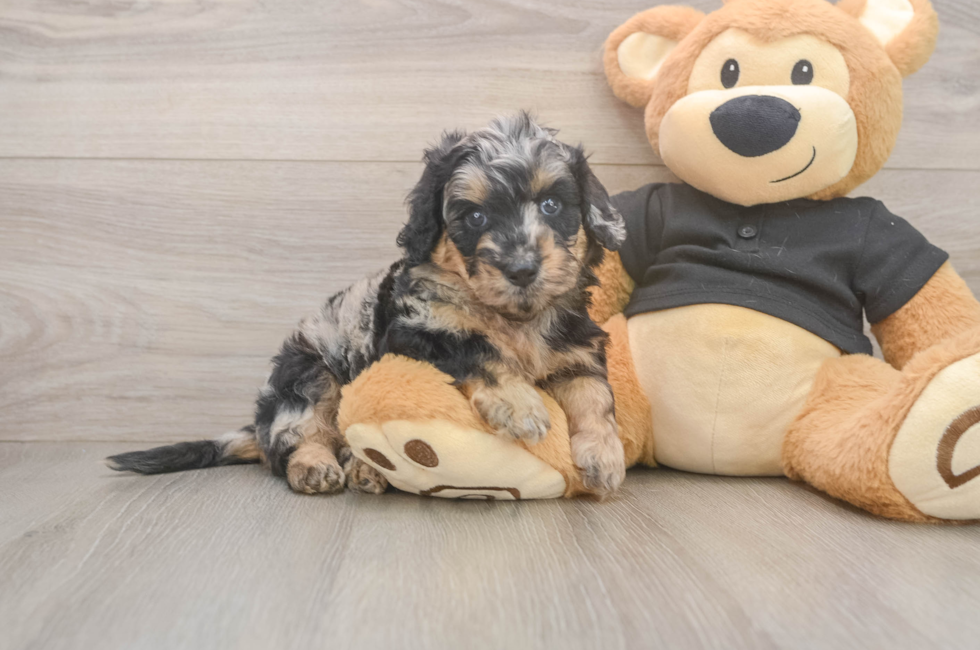 5 week old Mini Doxiedoodle Puppy For Sale - Puppy Love PR