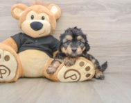 5 week old Mini Doxiedoodle Puppy For Sale - Puppy Love PR