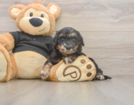 6 week old Mini Doxiedoodle Puppy For Sale - Puppy Love PR