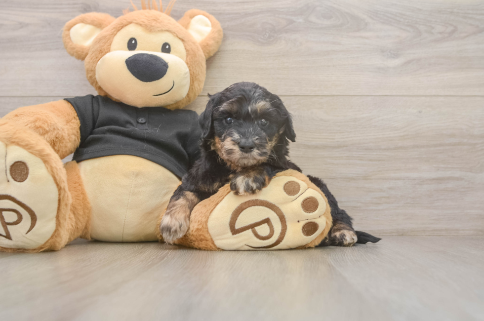 5 week old Mini Doxiedoodle Puppy For Sale - Puppy Love PR