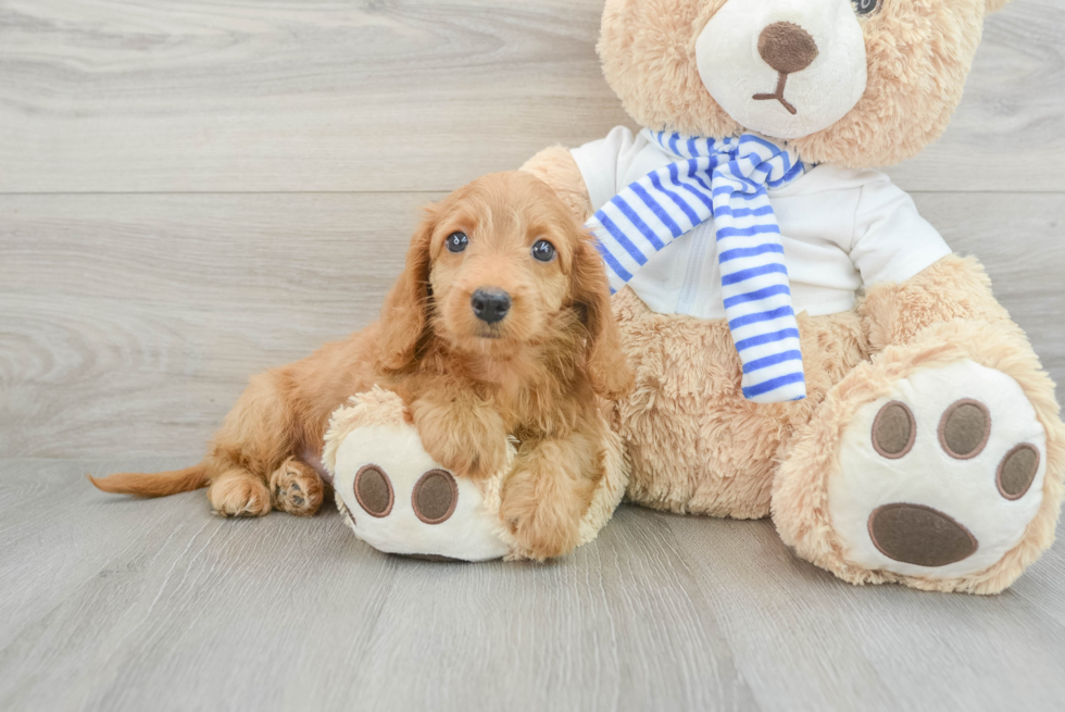Cute Doxiepoo Poodle Mix Puppy