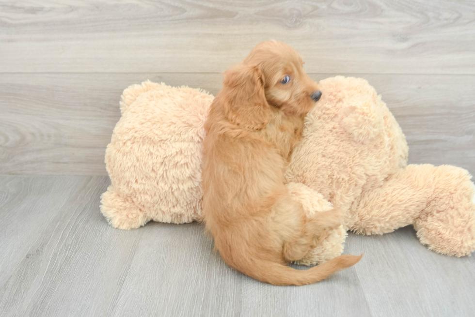 Mini Doxiedoodle Puppy for Adoption