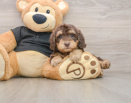 8 week old Mini Doxiedoodle Puppy For Sale - Puppy Love PR