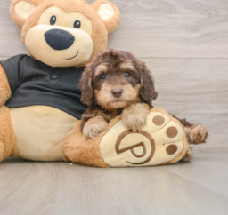 8 week old Mini Doxiedoodle Puppy For Sale - Puppy Love PR