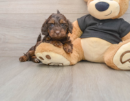 5 week old Mini Doxiedoodle Puppy For Sale - Puppy Love PR