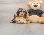 5 week old Mini Doxiedoodle Puppy For Sale - Puppy Love PR