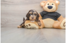 Best Mini Doxiedoodle Baby