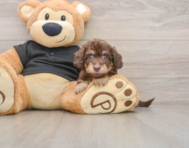 5 week old Mini Doxiedoodle Puppy For Sale - Puppy Love PR