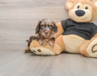 5 week old Mini Doxiedoodle Puppy For Sale - Puppy Love PR