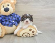 5 week old Mini Doxiedoodle Puppy For Sale - Puppy Love PR