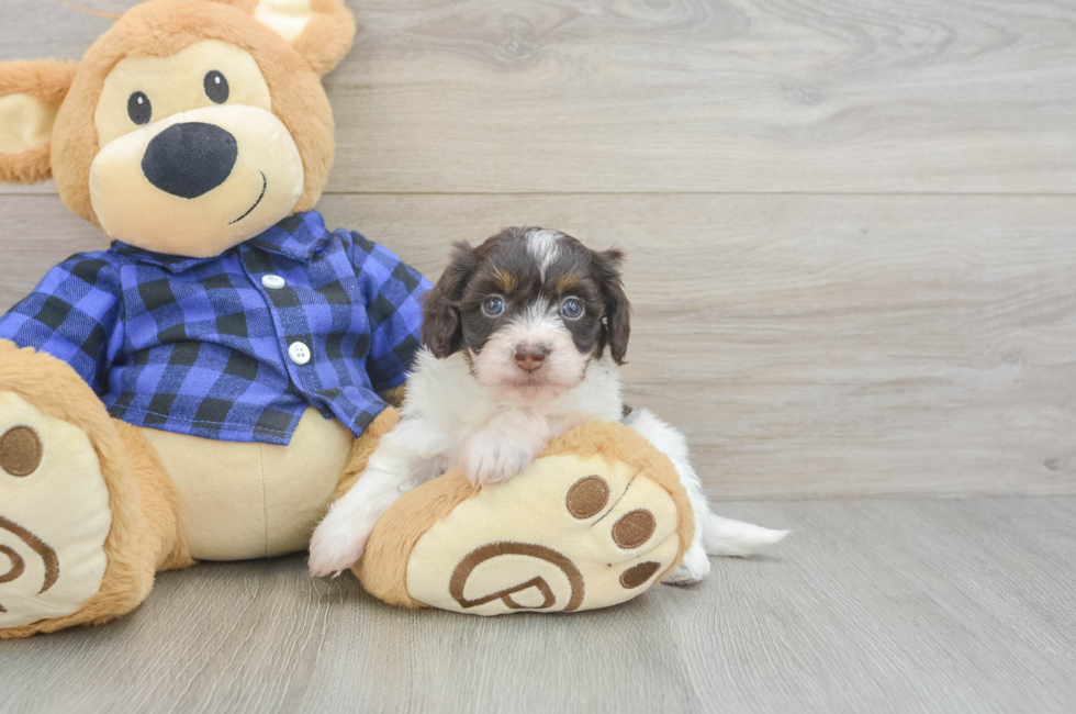 5 week old Mini Doxiedoodle Puppy For Sale - Puppy Love PR