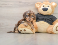 6 week old Mini Doxiedoodle Puppy For Sale - Puppy Love PR