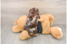 Cute Mini Doxiedoodle Baby