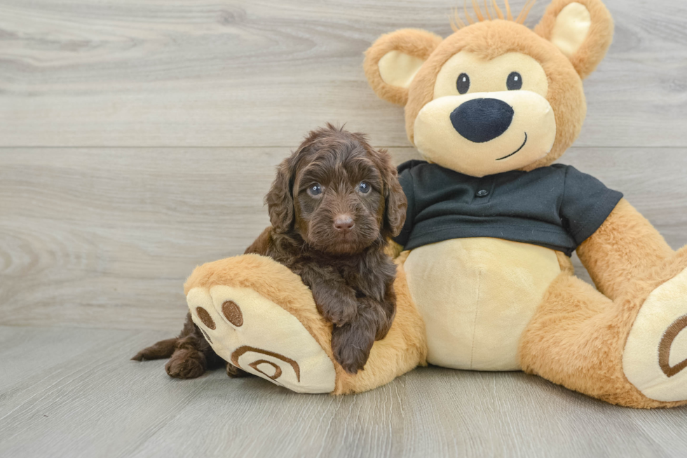 Cute Mini Doxiedoodle Baby