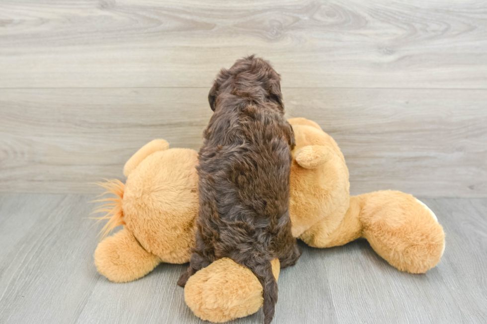 Cute Mini Doxiedoodle Poodle Mix Pup