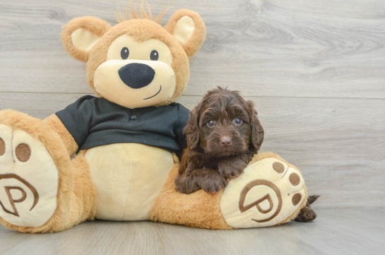 Mini Doxiedoodle Pup Being Cute