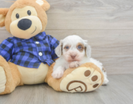 5 week old Mini Doxiedoodle Puppy For Sale - Puppy Love PR