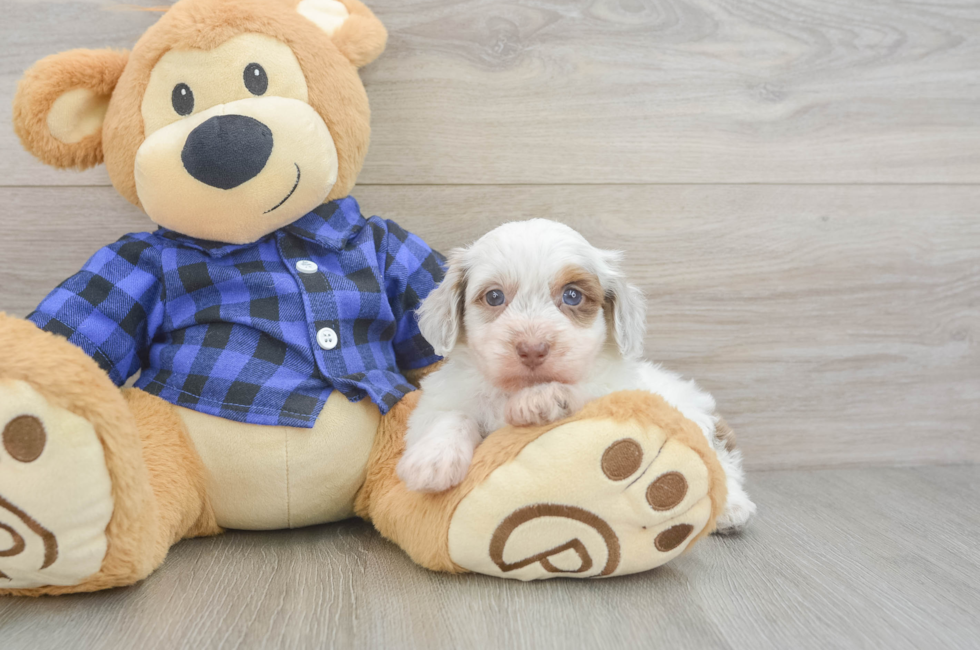 5 week old Mini Doxiedoodle Puppy For Sale - Puppy Love PR