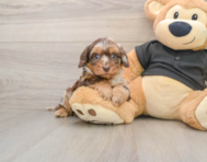 6 week old Mini Doxiedoodle Puppy For Sale - Puppy Love PR