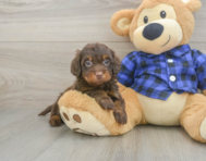 5 week old Mini Doxiedoodle Puppy For Sale - Puppy Love PR