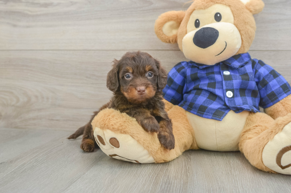 5 week old Mini Doxiedoodle Puppy For Sale - Puppy Love PR