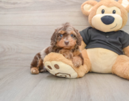 6 week old Mini Doxiedoodle Puppy For Sale - Puppy Love PR
