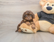 6 week old Mini Doxiedoodle Puppy For Sale - Puppy Love PR