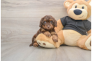 Cute Mini Doxiedoodle Baby