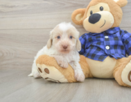 5 week old Mini Doxiedoodle Puppy For Sale - Puppy Love PR