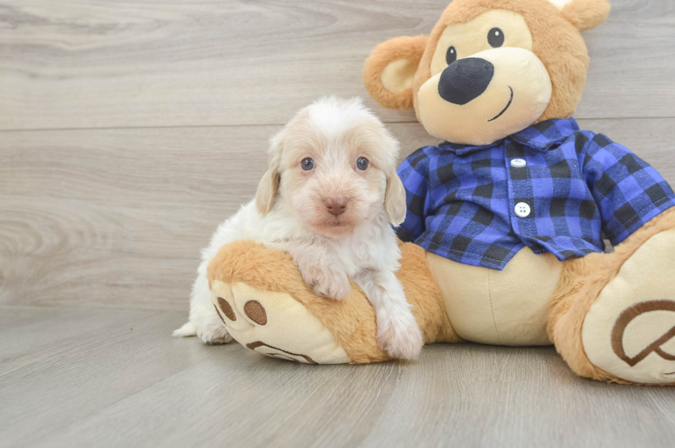 5 week old Mini Doxiedoodle Puppy For Sale - Puppy Love PR