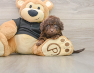 6 week old Mini Doxiedoodle Puppy For Sale - Puppy Love PR