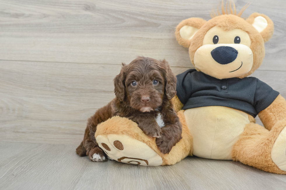 Mini Doxiedoodle Pup Being Cute