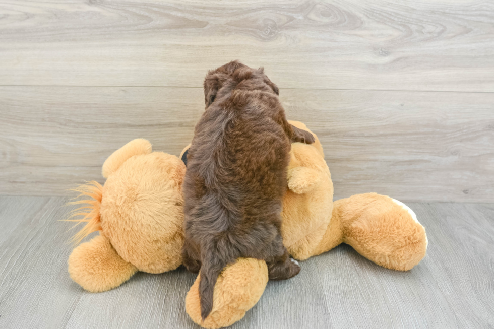 Mini Doxiedoodle Puppy for Adoption