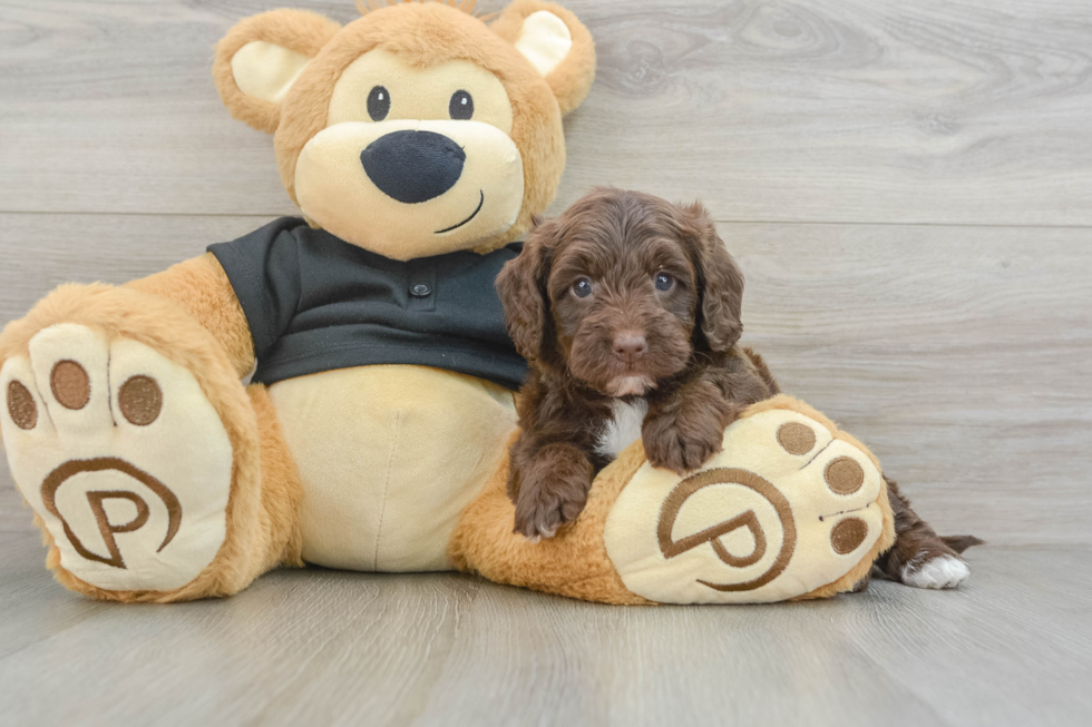 Cute Doxiepoo Poodle Mix Puppy