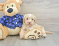 5 week old Mini Doxiedoodle Puppy For Sale - Puppy Love PR