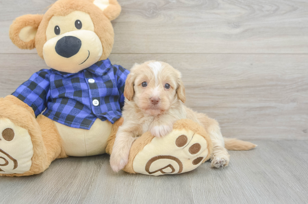 5 week old Mini Doxiedoodle Puppy For Sale - Puppy Love PR