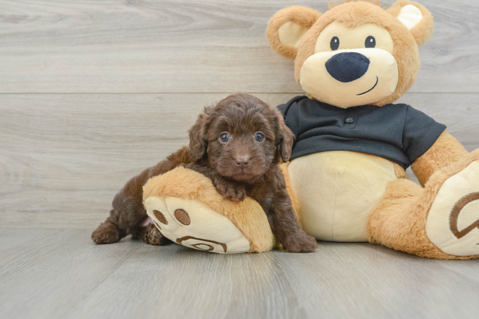 Cute Mini Doxiedoodle Poodle Mix Pup