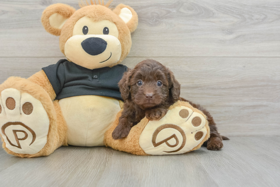 Cute Doxiepoo Poodle Mix Puppy