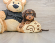 7 week old Mini Doxiedoodle Puppy For Sale - Puppy Love PR