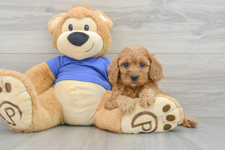 Meet Adora - our Mini Goldendoodle Puppy Photo 1/3 - Puppy Love PR Smart Mini Goldendoodle Poodle Mix Pup