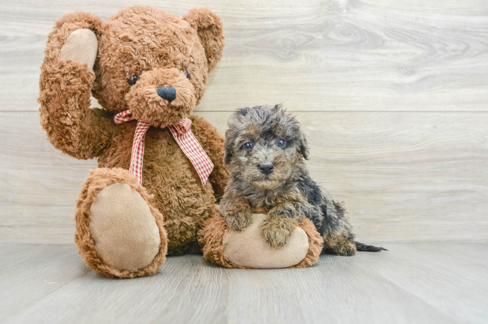 5 week old Mini Goldendoodle Puppy For Sale - Puppy Love PR