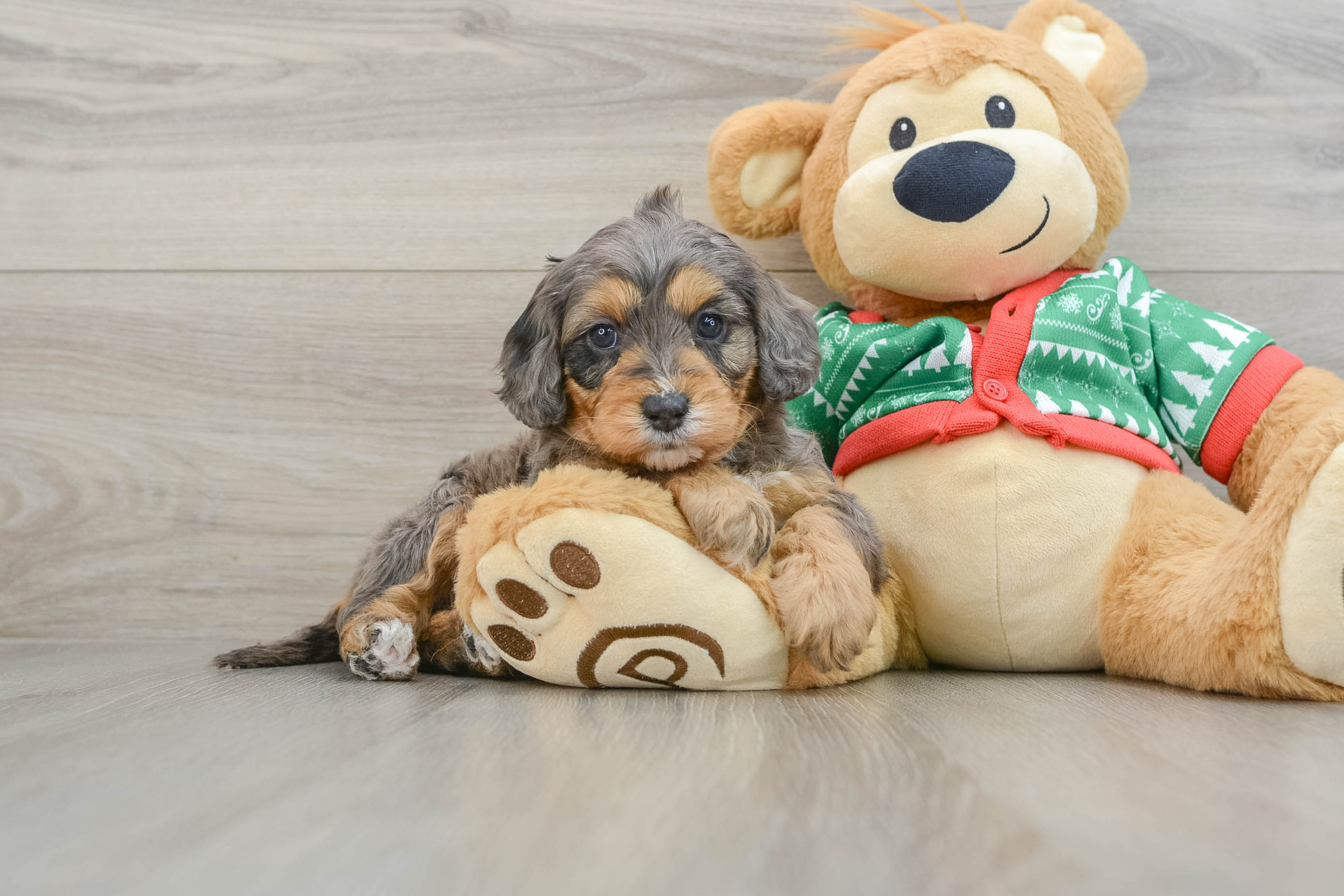 Mini Goldendoodle Pup Being Cute
