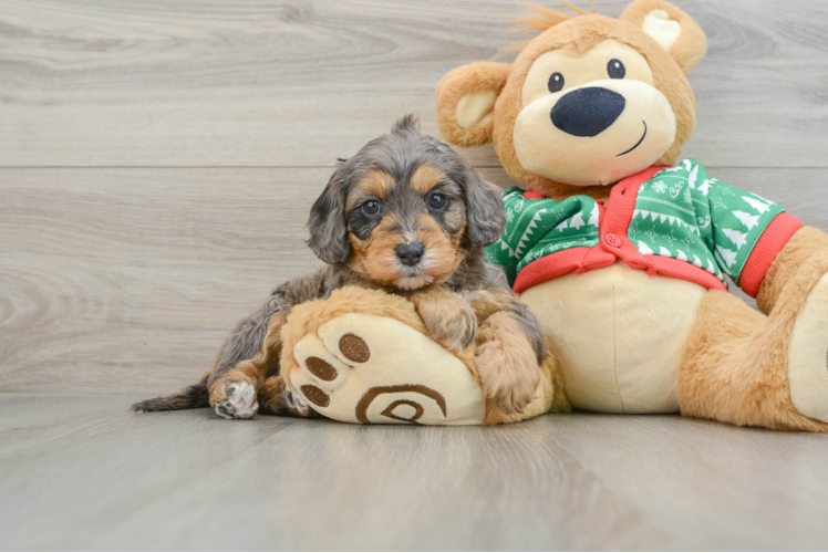 Meet Adora - our Mini Goldendoodle Puppy Photo 1/3 - Puppy Love PR Mini Goldendoodle Pup Being Cute