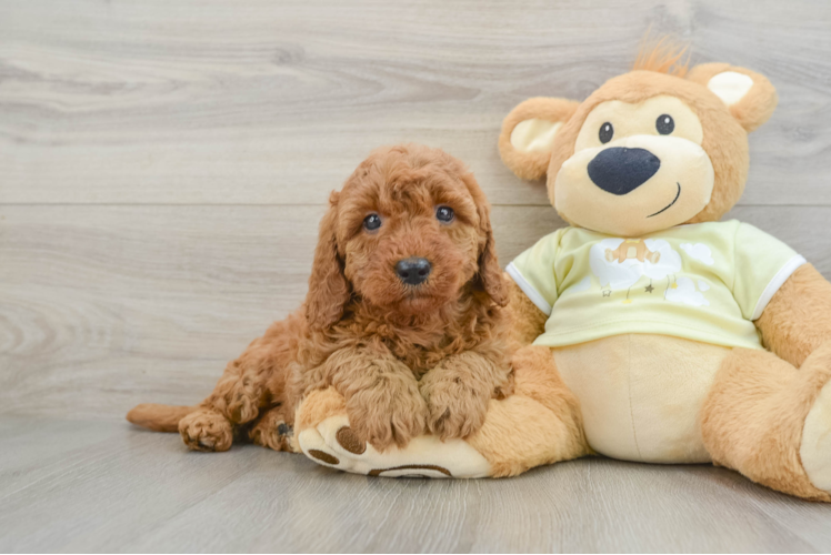 Little Mini Goldenpoo Poodle Mix Puppy