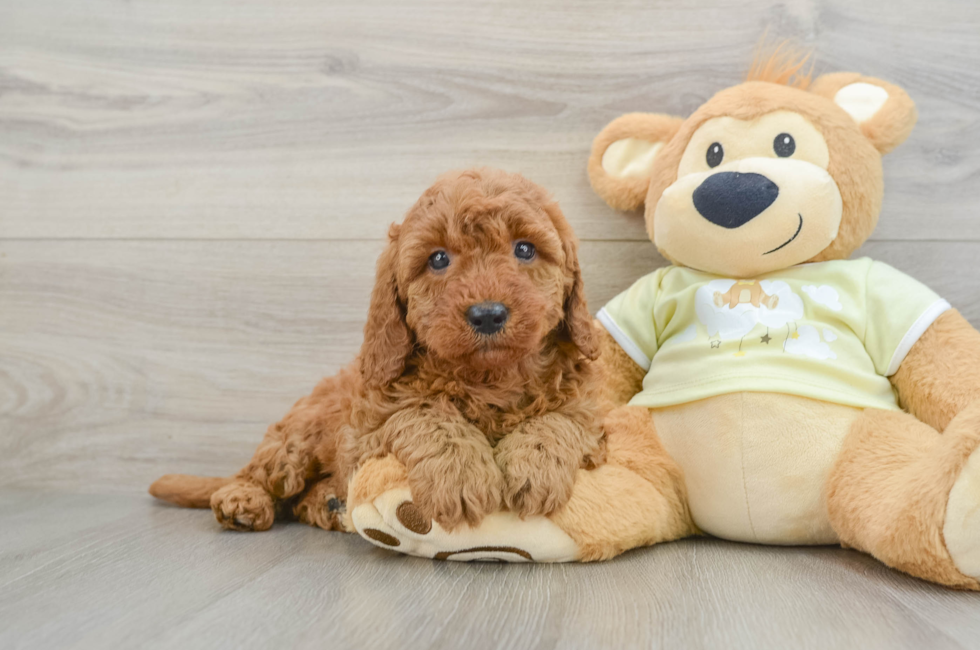 7 week old Mini Goldendoodle Puppy For Sale - Puppy Love PR